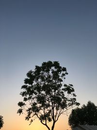 Low angle view of silhouette tree against clear sky