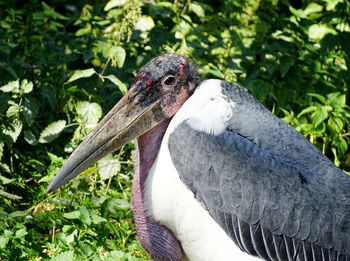 Close-up of a bird