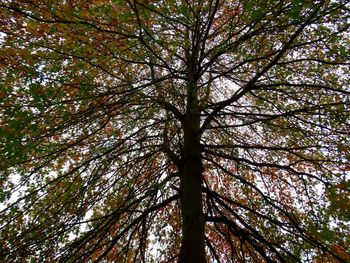 Low angle view of trees against sky