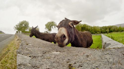 Lion sitting on land against sky