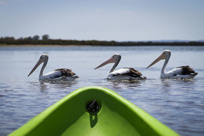 Birds in lake against sky