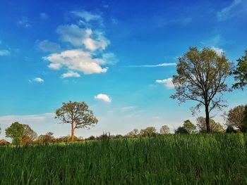 Trees on field against sky