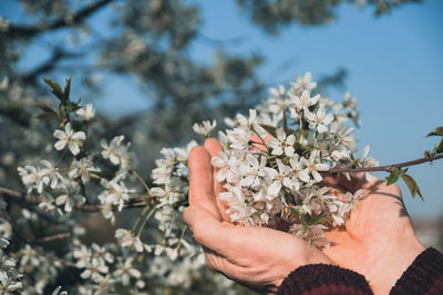 Close-up of woman hand holding flowering plant outdoors