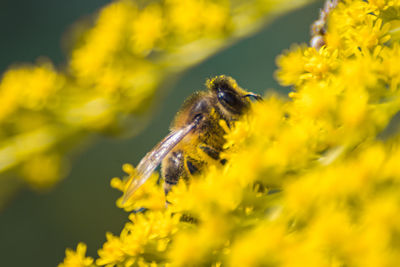 Close-up of bee perching on yellow flower