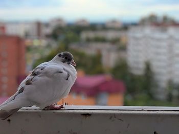 Close-up of seagull on wall