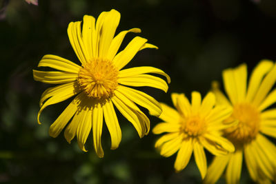 Close-up of yellow flower blooming outdoors