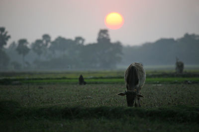 Landscape at sunset in sundarbans, west bengal, india