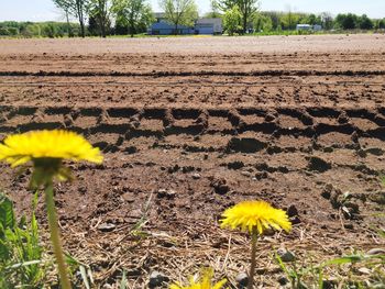 Scenic view of sunflower field