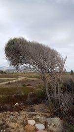 Plants growing on land against sky