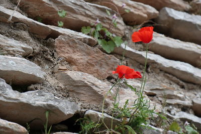 Close-up of red rocks on rock