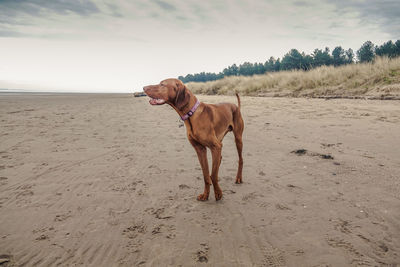 Dog on beach