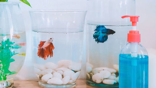 Close-up of fish in jar