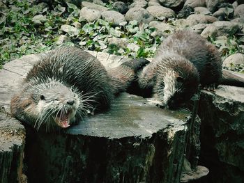 View of sheep resting on wood