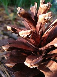 Close-up of flower on plant