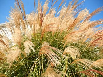 Close-up of reed growing against blue sky