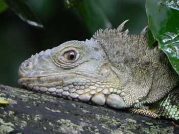 Close-up of lizard