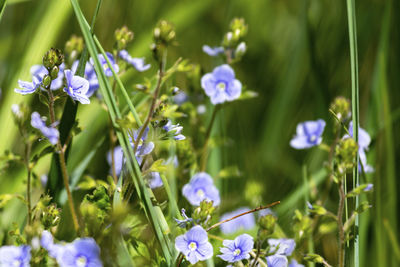 Close-up of purple flowering plants on field