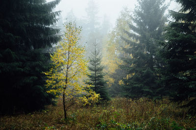 Pine trees in forest