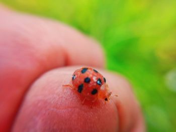 Close-up of ladybug on hand