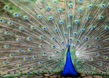 Full frame shot of colorful feathers