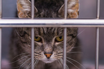 Close-up portrait of a cat in cage