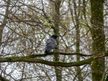 Low angle view of bird perching on tree