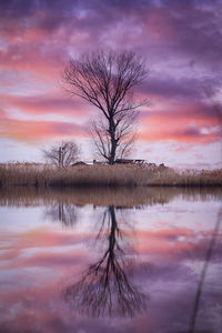 Bare tree by lake against sky during sunset