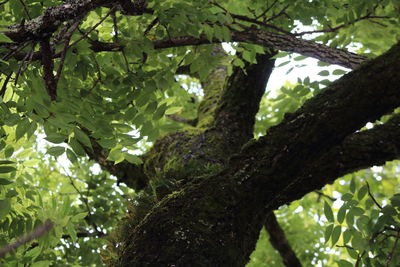 Low angle view of tree trunk in forest