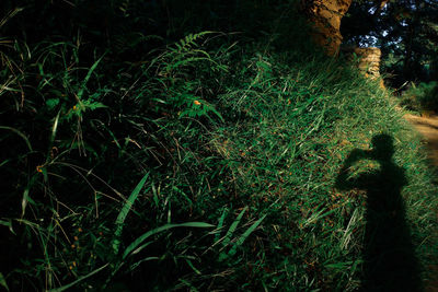 Man standing by tree in forest