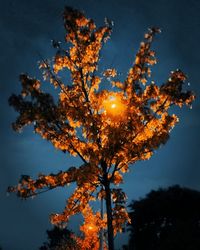 Low angle view of flowering tree against sky during autumn
