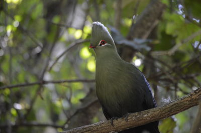 Low angle view of bird perching on branch