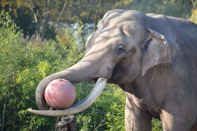 Close-up of elephant on field