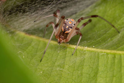 Close-up of spider on web