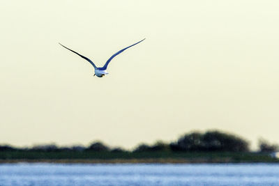 Seagull flying in the sky