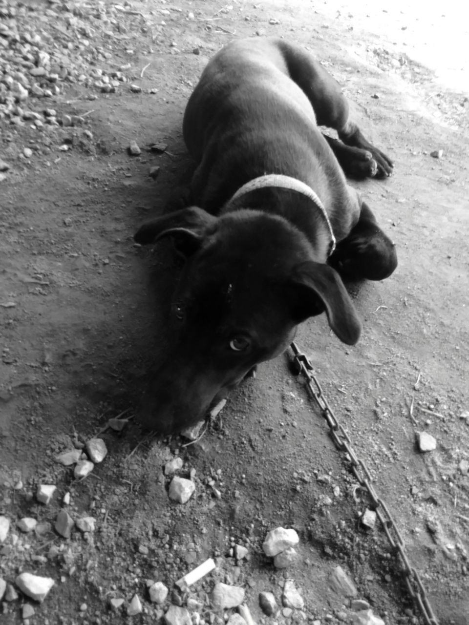 animal themes, mammal, dog, domestic animals, one animal, pets, sand, high angle view, zoology, beach, sunlight, day, outdoors, full length, relaxation, no people, nature, field, young animal, animal