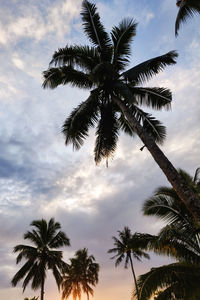 Low angle view of palm trees against sky