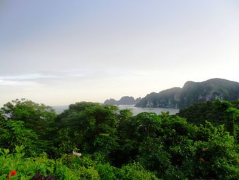 Scenic view of forest against sky