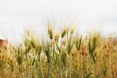 Close-up of wheat plants growing against clear sky