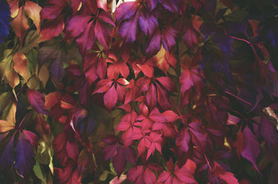 Close-up of pink leaves on plant during autumn