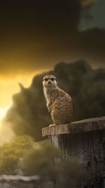 Meerkat watching