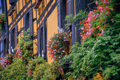 Plants growing by building