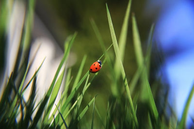 Close-up of ladybug on grass