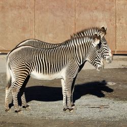Zebra standing on field