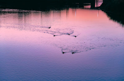 View of birds in lake during winter