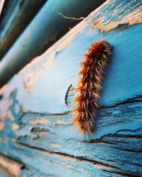 Close-up of insect on wood