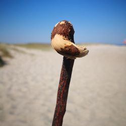 Close-up of mushroom growing on land against sky