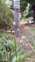 Close-up of plant growing on grass