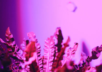 Close-up of pink flowers