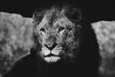 Close-up of lion looking away