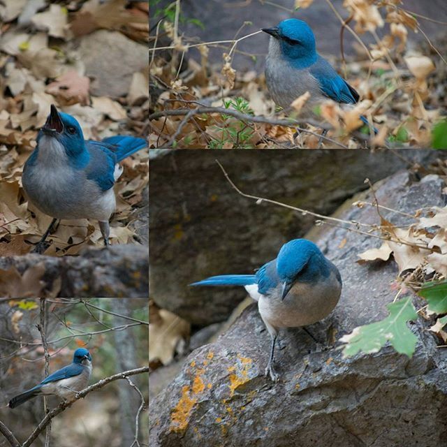 bird, animal themes, animals in the wild, wildlife, blue, perching, pigeon, focus on foreground, one animal, nature, day, peacock, two animals, multi colored, outdoors, full length, beauty in nature, no people, close-up, selective focus